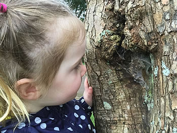 child looking at web on a tree